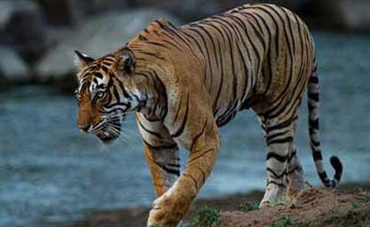 online Kanha Safari booking