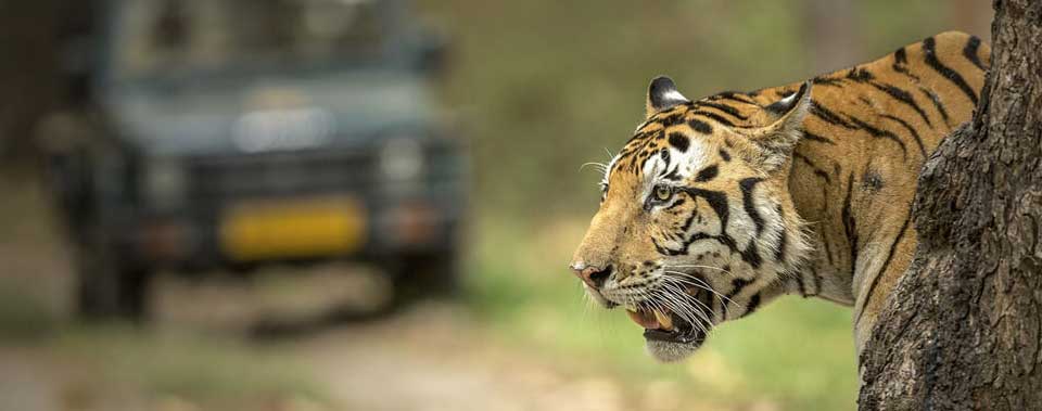 Kanha jeep safari