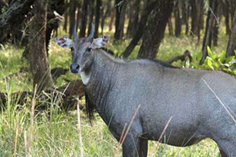Kanha flora